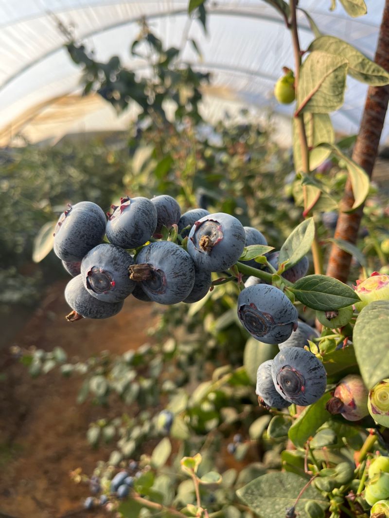 Asesoramiento técnico